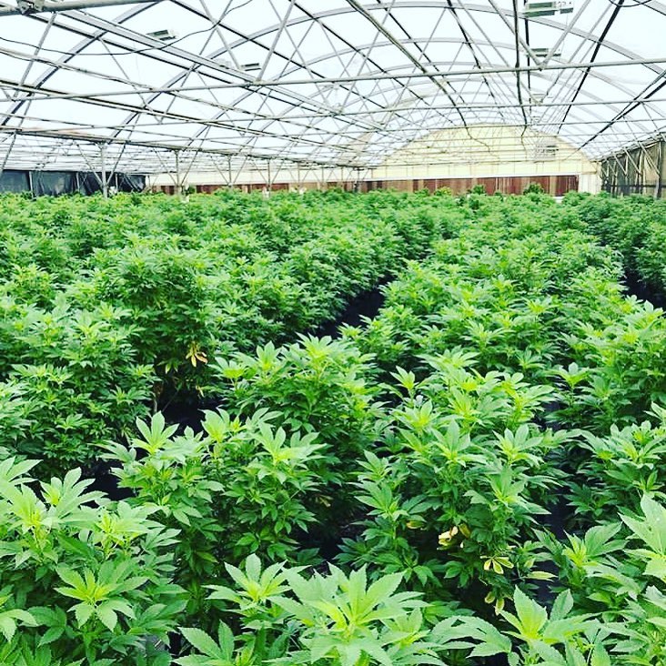 Marijuanna Strains Most Grower Loves